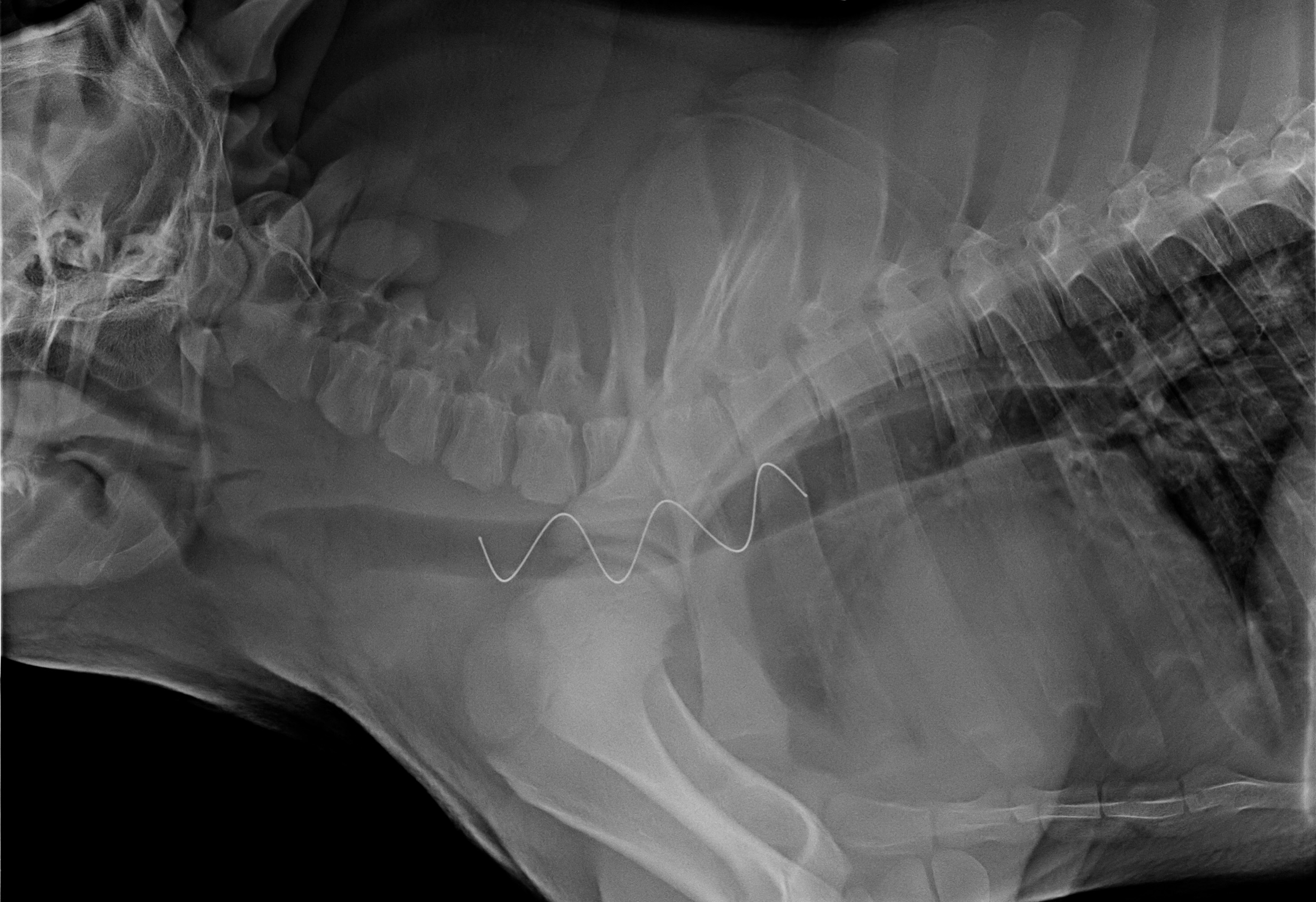 Stented Swine x-ray