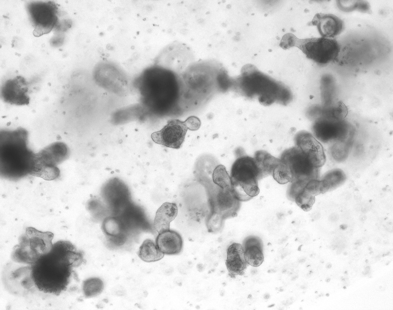 Mouse enteroids