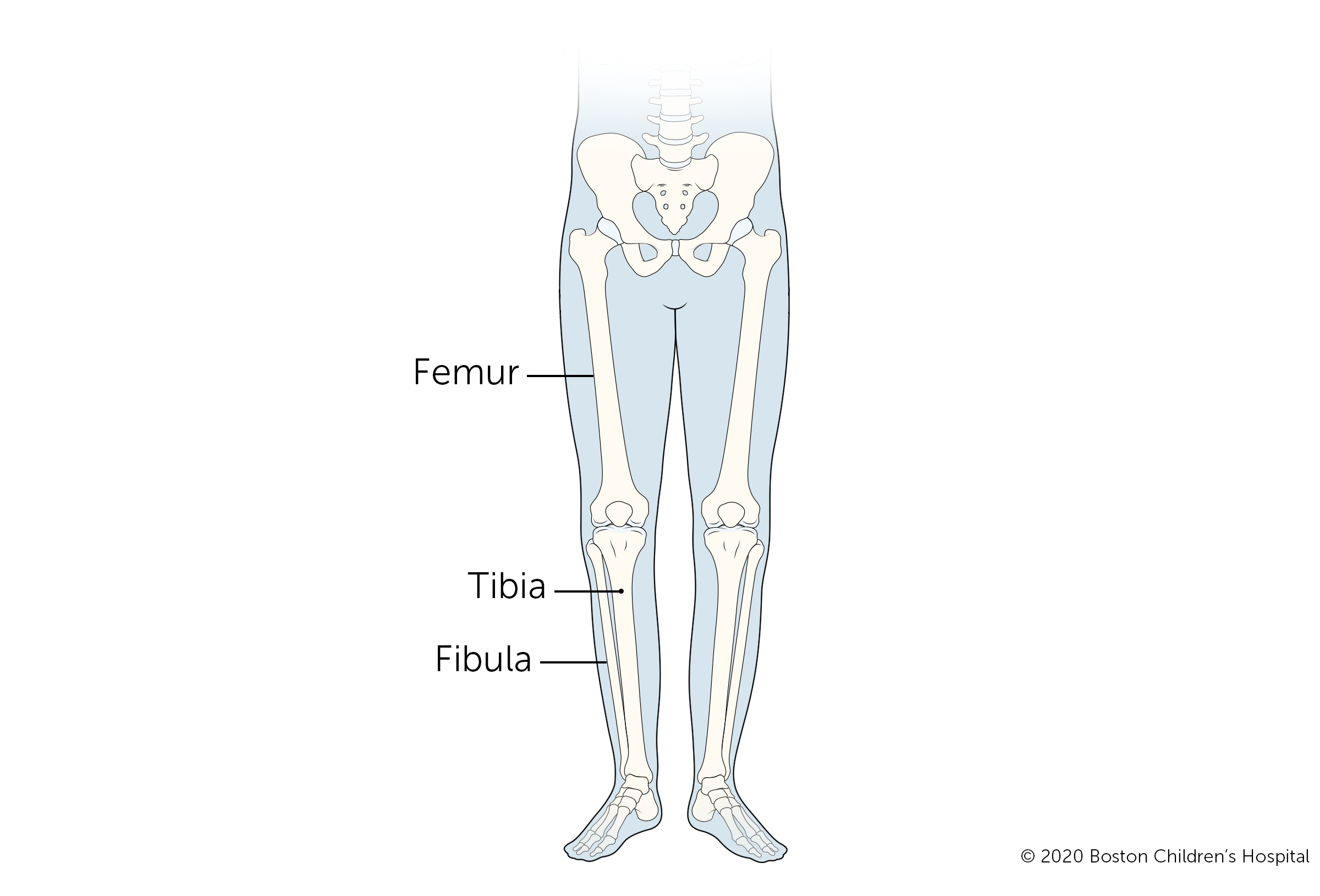These are the three long bones in the leg: the femur, the tibia, and the fibula. More on broken femurs
