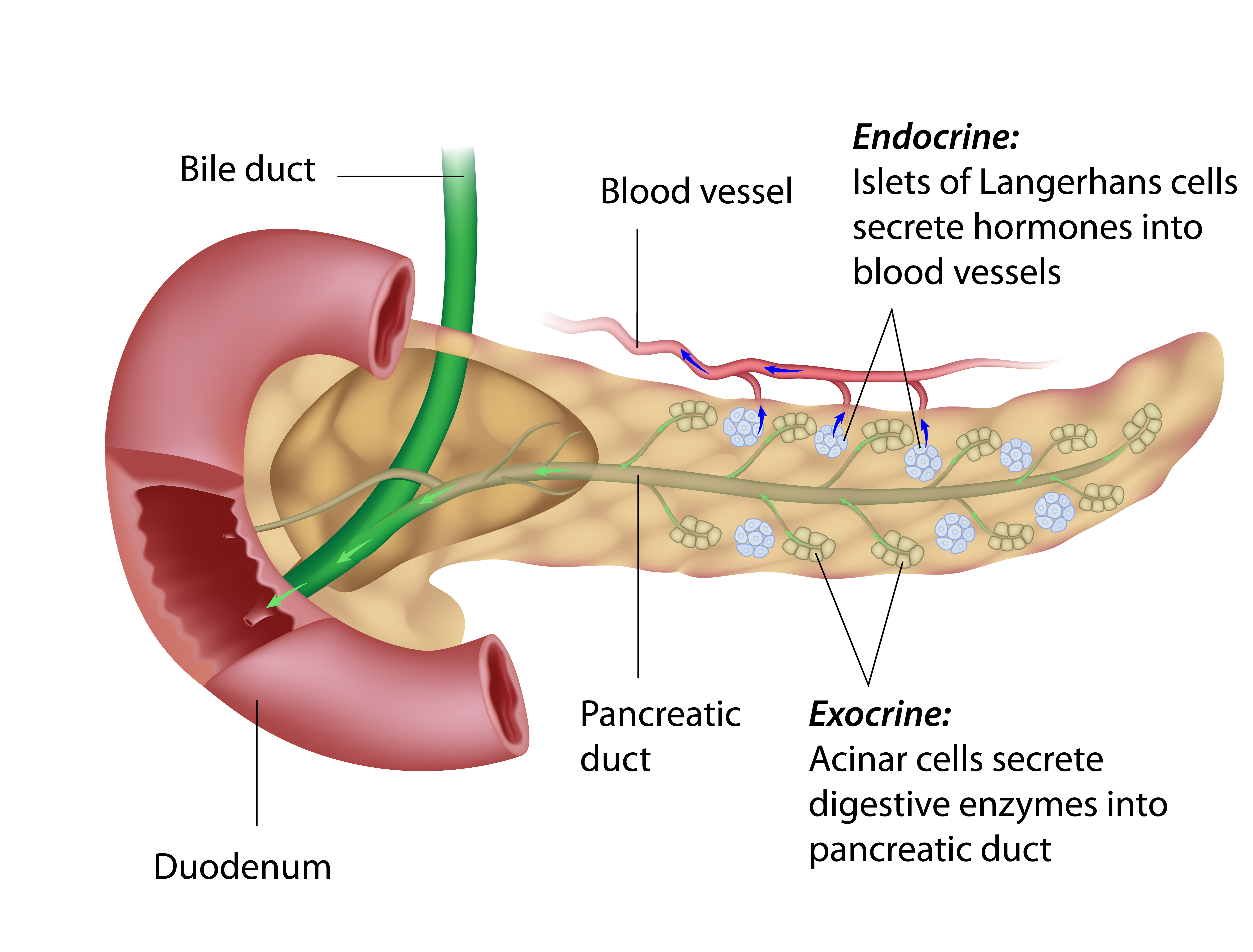 Pancreas Conditions