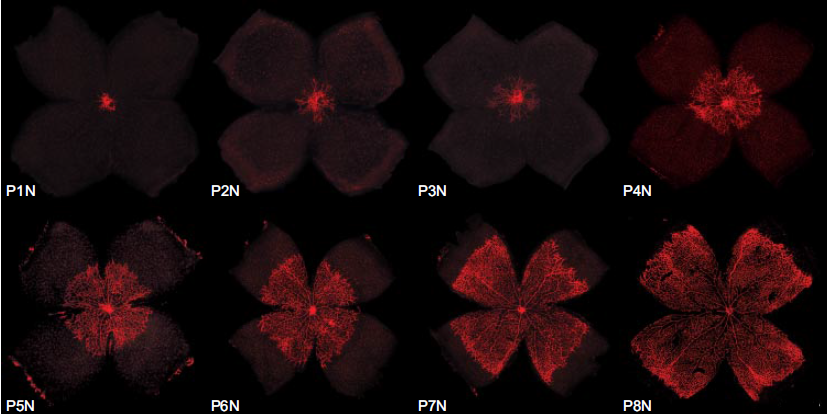 Diagram of Murine Retinal Development