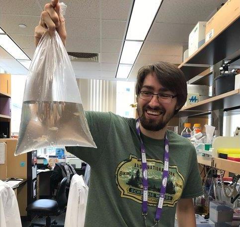 Tim Long holding zebra fish in the lab