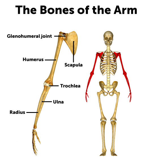 The anatomy of the arm includes the glenohumeral joint, scapula, humerous, trochlea, ulna, and radius.