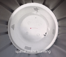 spatial maze learning