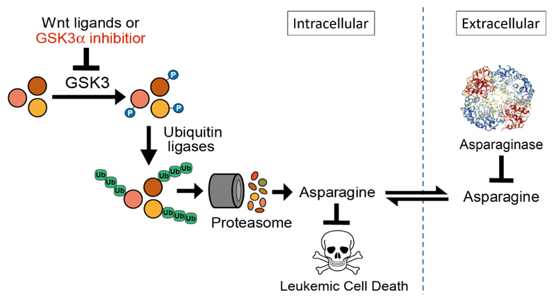 Gutierrez Lab Research figure