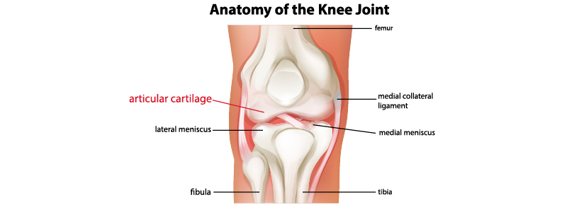 Items surrounding the knee joint include articular cartilage, lateral meniscus, fibula, tibia, medical meniscus, medial collateral ligament, and femur.
