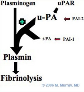 Plasminogen