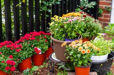 pots of flowers outside