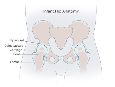 Hip dysplasia in babies: A look at the anatomy of the hip