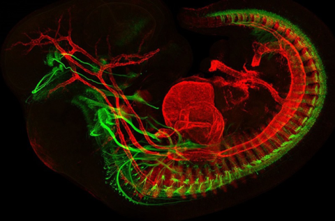 A red and green light scan of a mouse embryo.