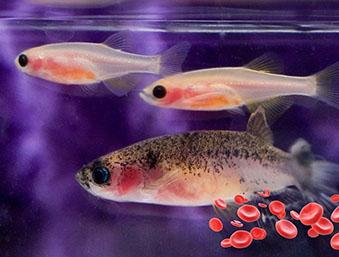 Zebrafish with red blood cells