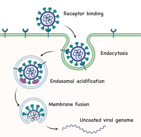 illustration of purple and blue cells going through receptor binding with endocytosis, endosomal acidification, membrane fusion, and uncoated viral genome