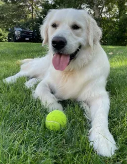 Dog lay on grass with tennis ball next to them