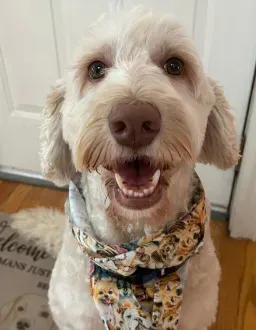 Dog sits on floor in front of door while posing for camera
