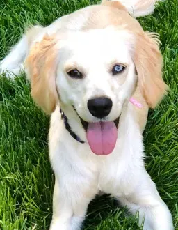 Dog lay on grass with tongue out while panting