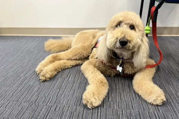 Dog lay on carpeted floor
