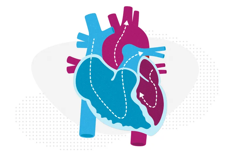 Arrows show the flow of blood on an illustration of the heart.